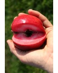 Яблоня красномясая Редлав Одиссо | Malus domestica Redlove Odysso | Яблуня червоном’яса Редлав Одіссо